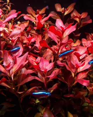 Людвигия Рубин, связка в кокосовом волокне